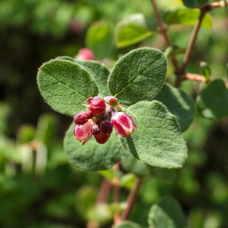 Creeping Snowberry (Symphoricarpos mollis)