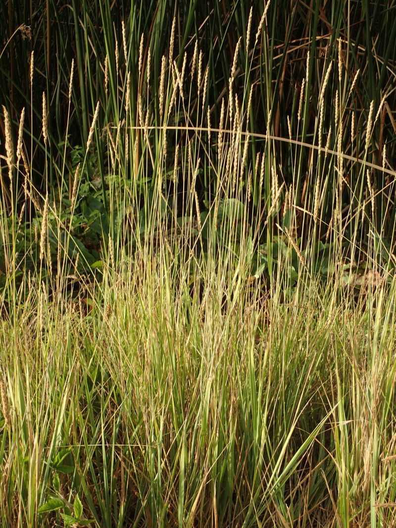 Creeping Wildrye (Elymus triticoides)