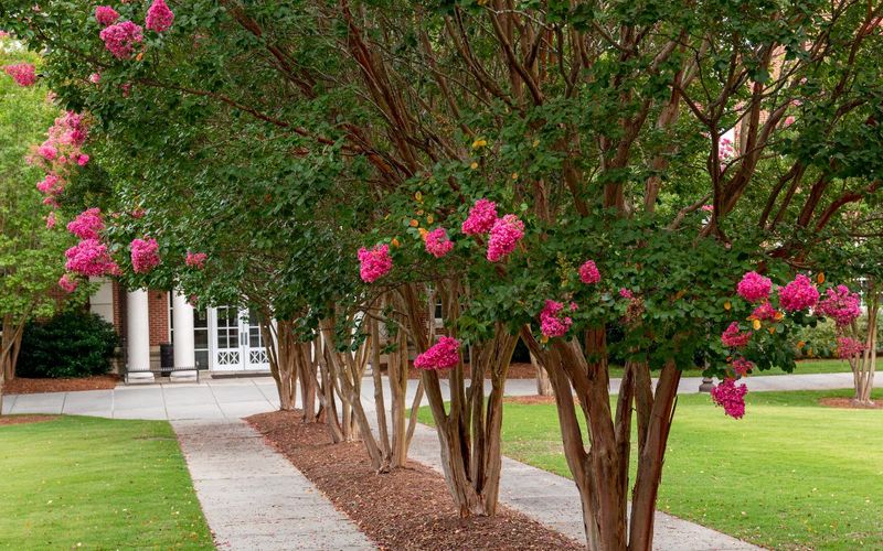 Crepe Myrtles (Light Prune in Late Winter)