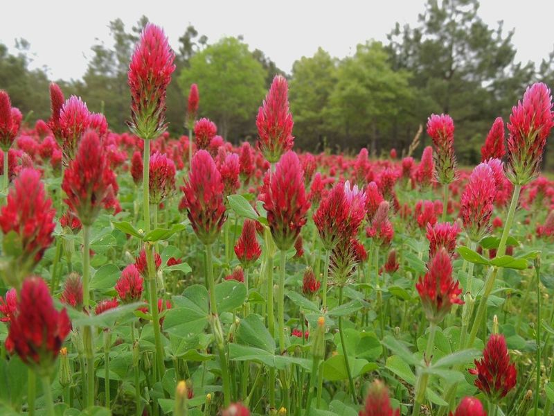Crimson Clover Cover Crop