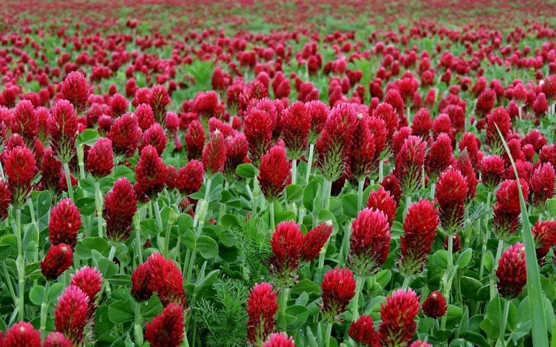 Crimson Clover Cover Crop Crimson Clover Cover Crop