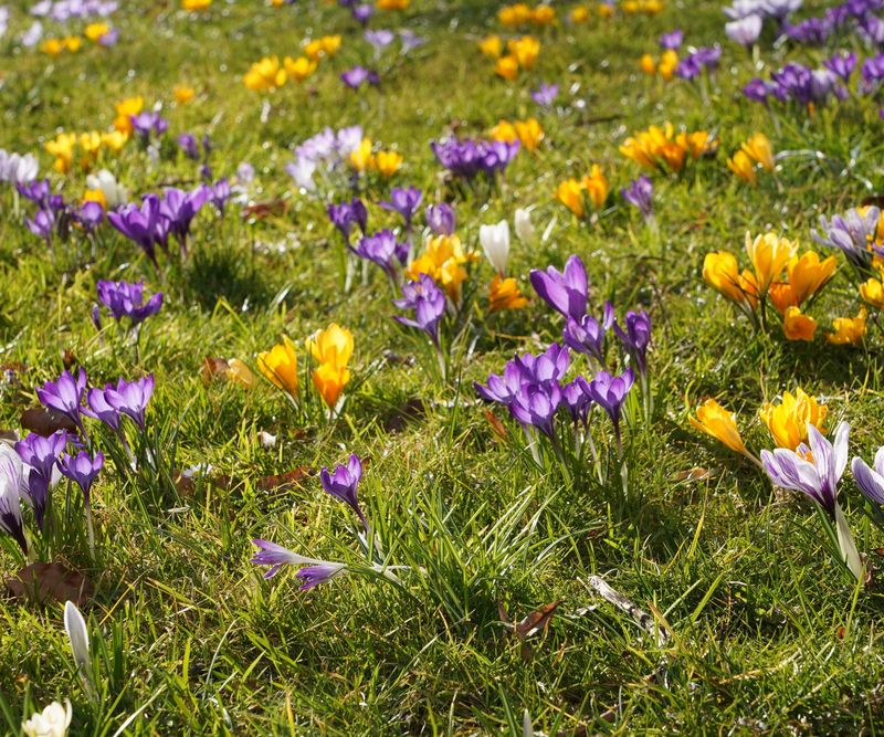 Crocus