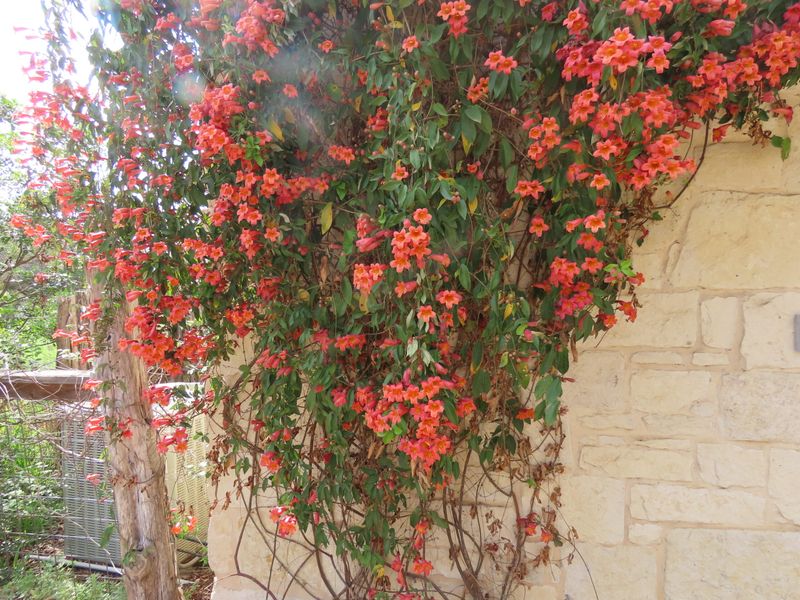 Crossvine fits only parts of Central Texas