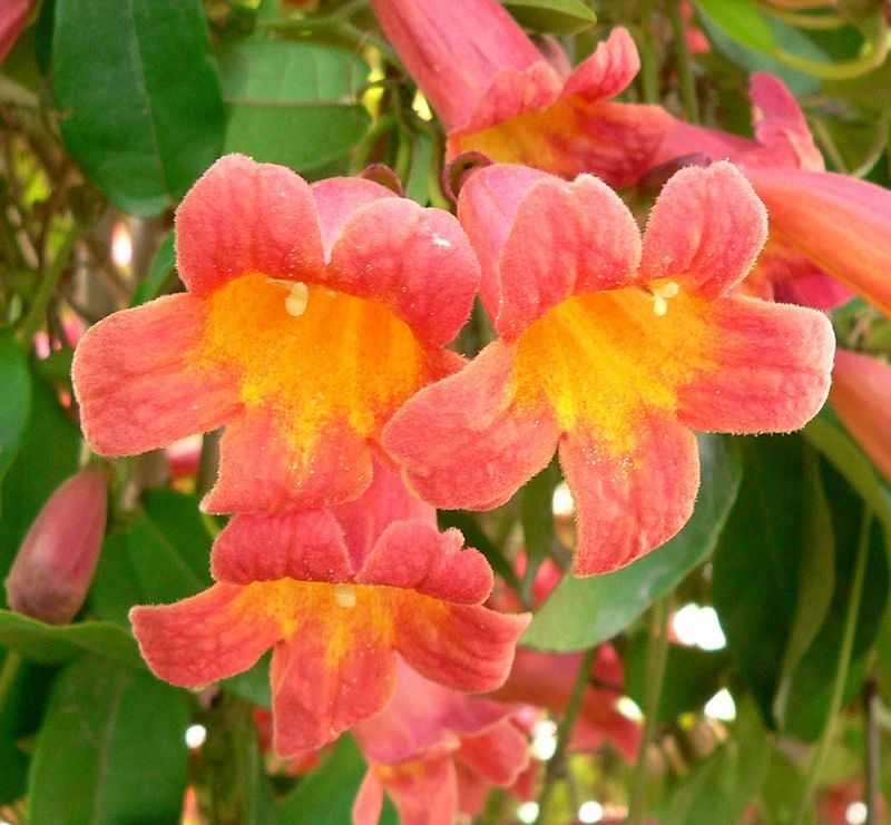 Crossvine
