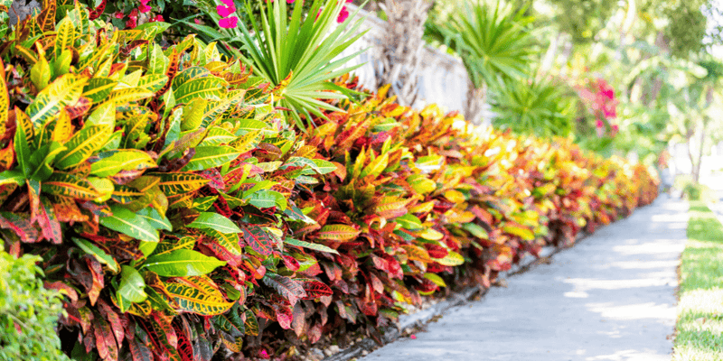 Croton Croton