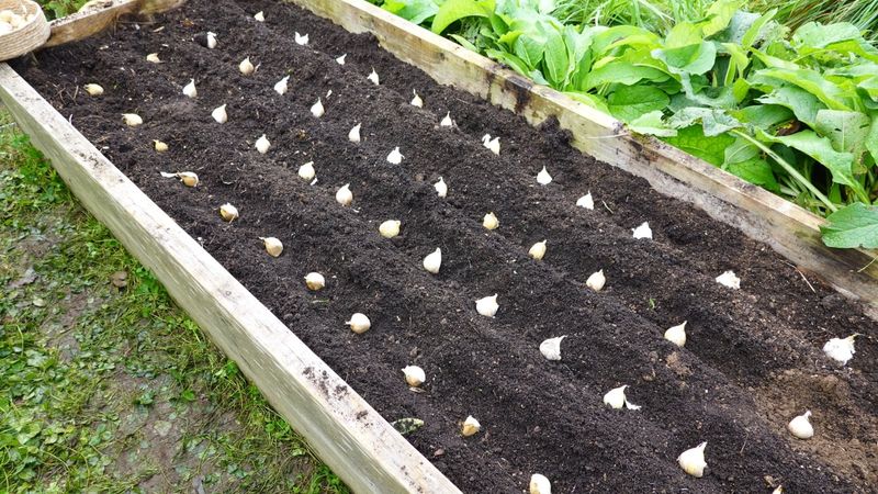 Crowding Cloves Too Close Together