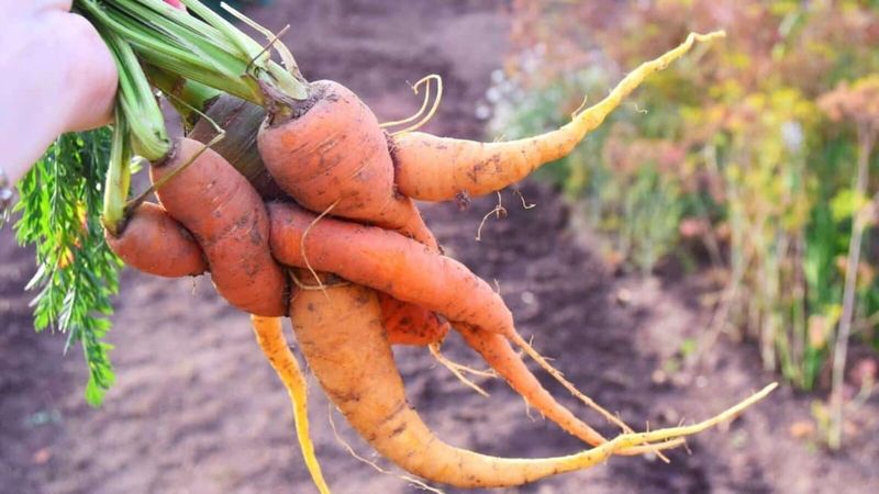 Crowding can contribute to misshapen roots—but it is not the only cause