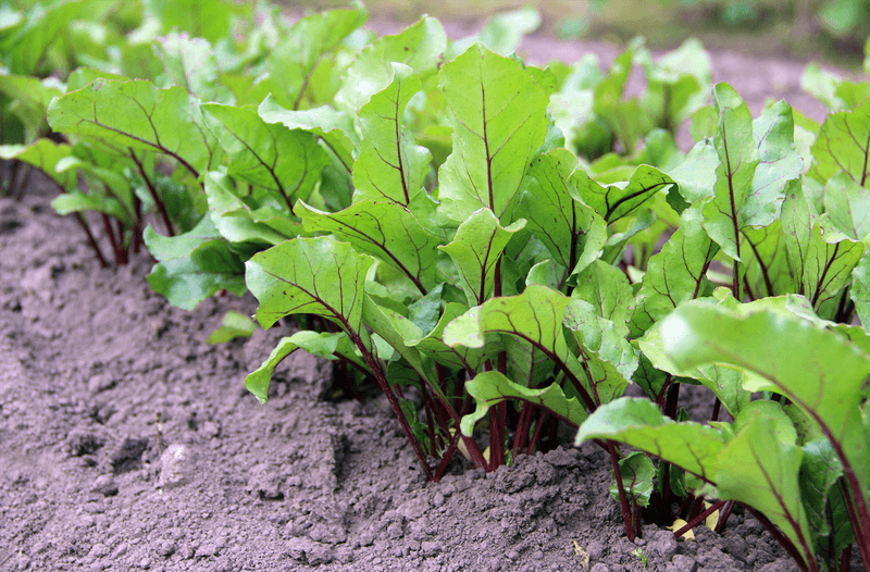 Crowding can limit beet root growth