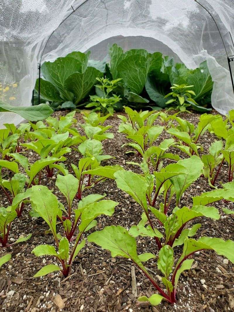 Crowding can limit roots, but it does not explain every woody beet Crowding can limit roots, but it does not explain every woody beet