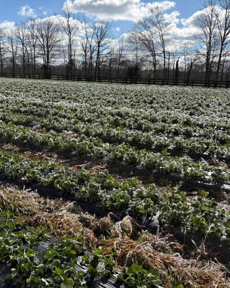 Crowns and blossoms face different freeze risks