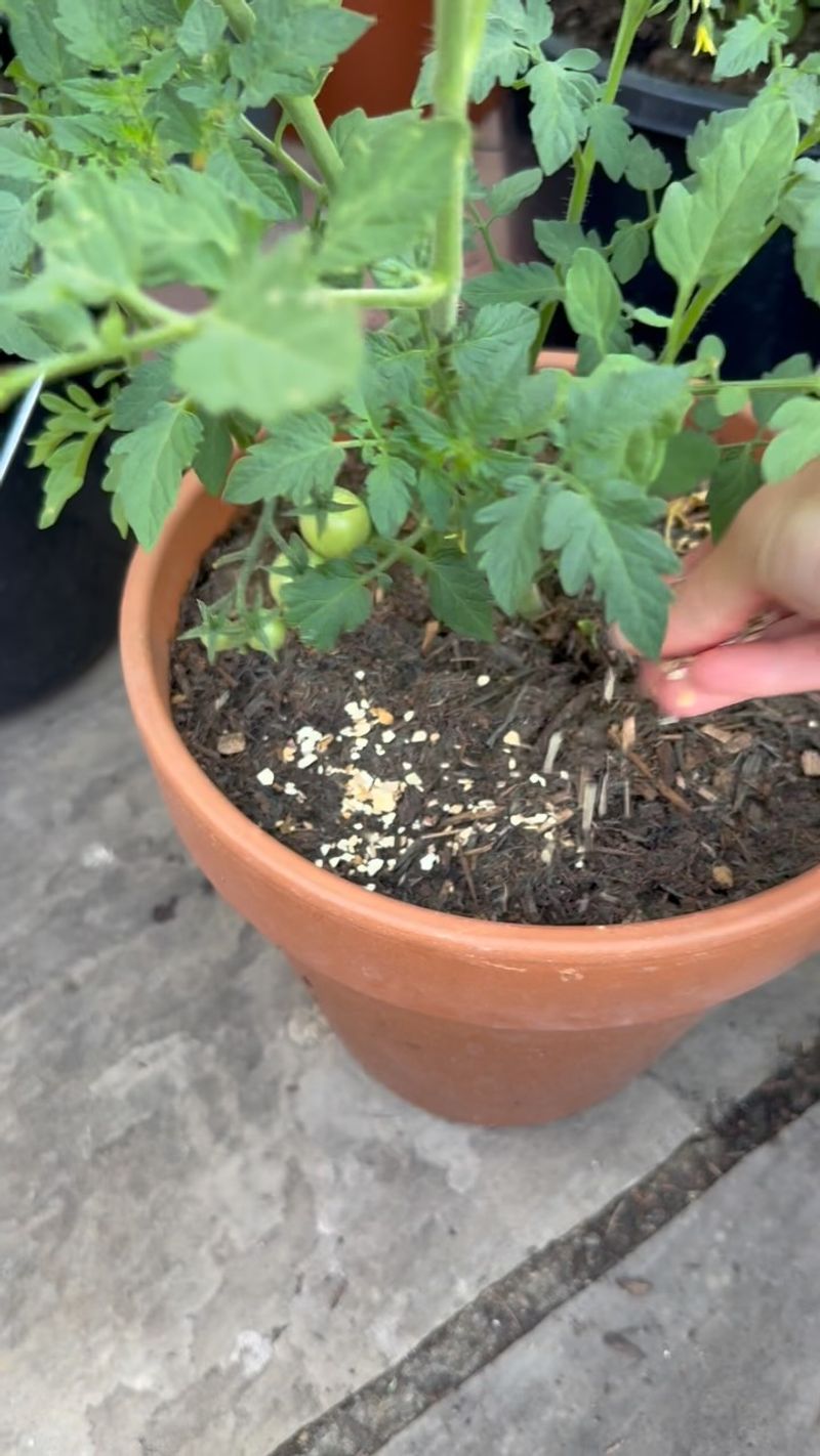 Crushed Eggshells