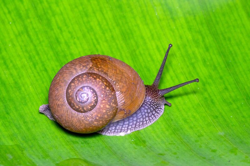 Cuban Brown Snails Cuban Brown Snails