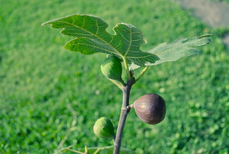 Cultivar and local weather matter more than the October date