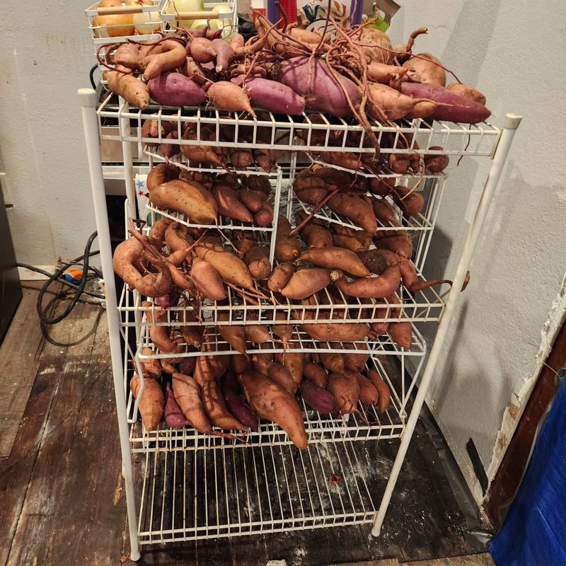 Cure roots intended for storage