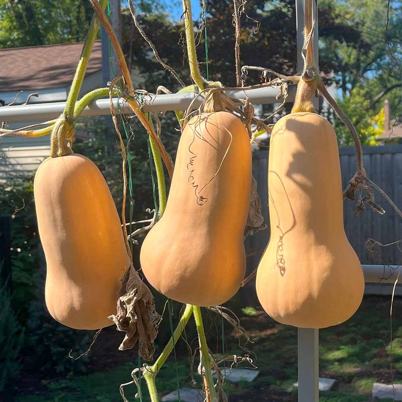Cure suitable squash in a dry, ventilated place