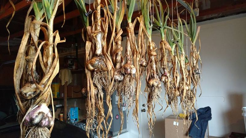 Cure the bulbs before storing them Cure the bulbs before storing them