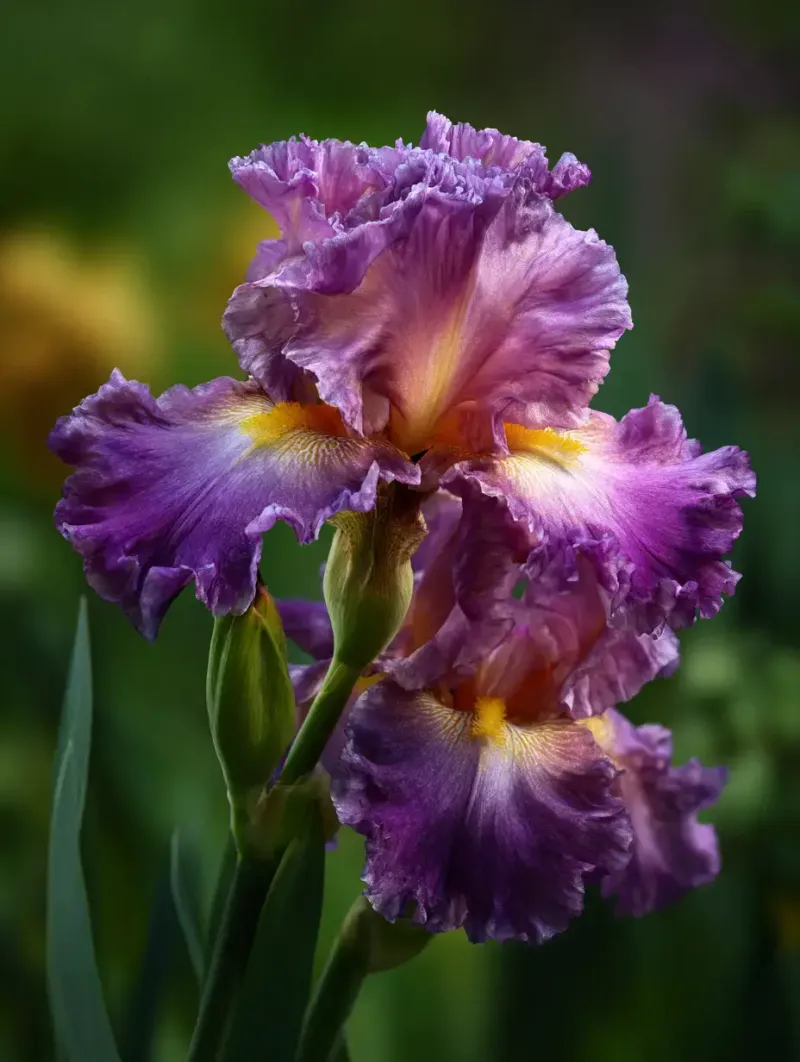 Cut Back: Bearded and Louisiana Iris Cut Back: Bearded and Louisiana Iris
