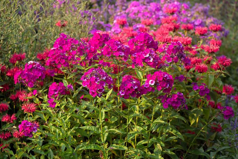 Cut Back: Garden Phlox and Powdery Mildew Plants Cut Back: Garden Phlox and Powdery Mildew Plants