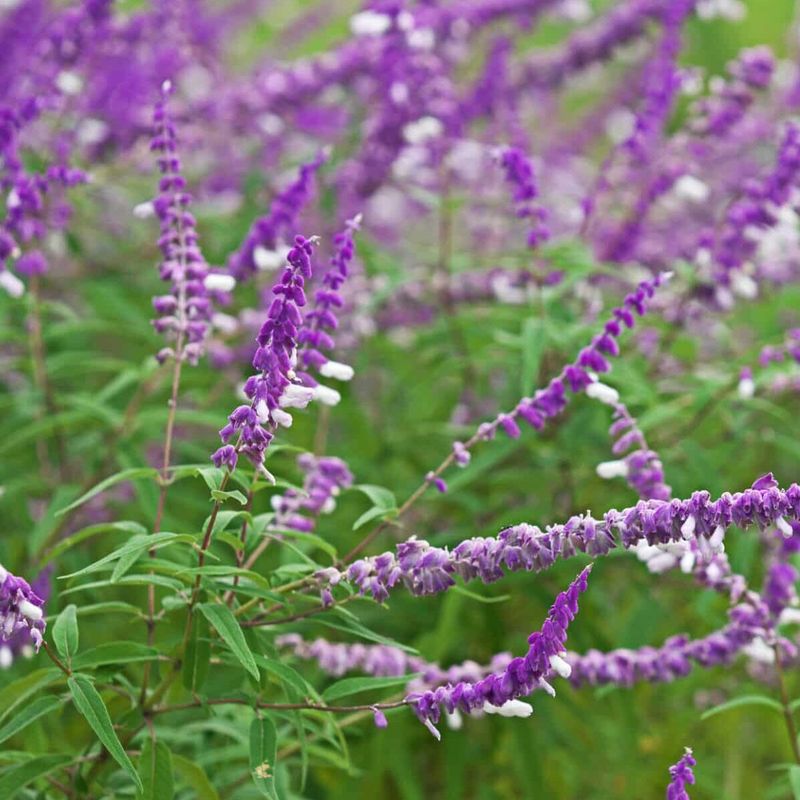 Cut Back: Mexican Bush Sage Cut Back: Mexican Bush Sage