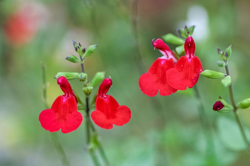 Cut Back: Salvia Greggii and Autumn Sage Cut Back: Salvia Greggii and Autumn Sage