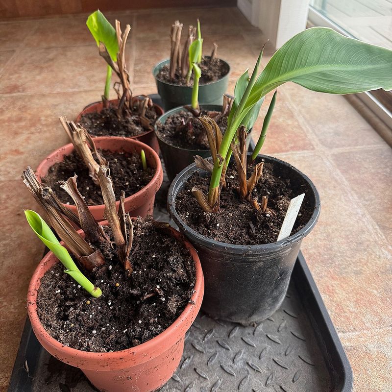 Cut Back Stalks at the Right Time