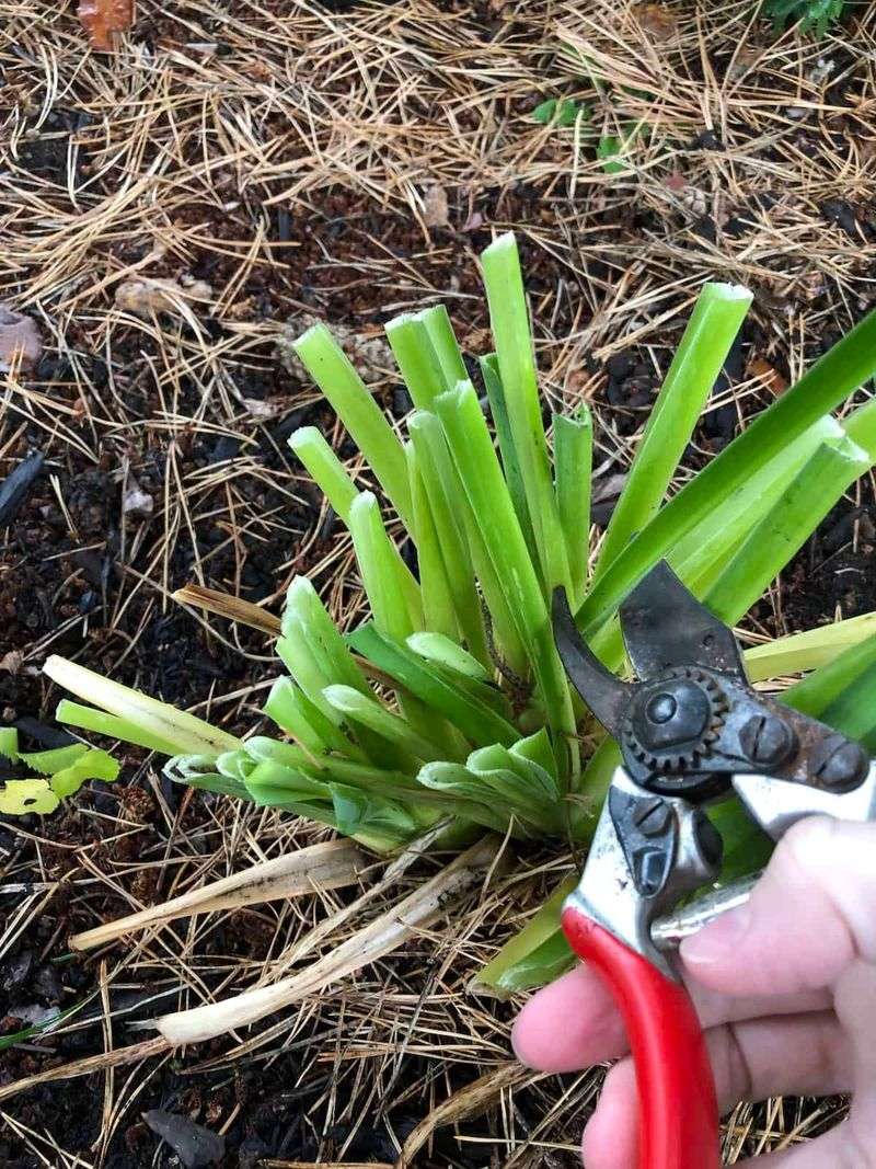 Cut Back and Clean Out Old Foliage