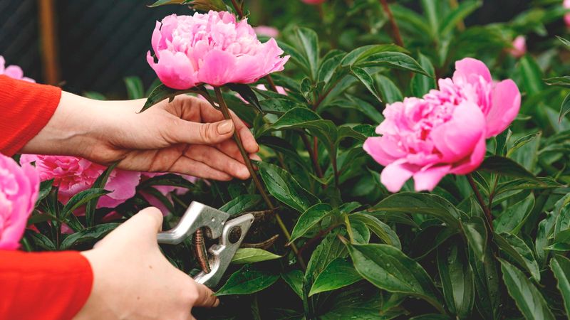 Cut back herbaceous peonies after dieback