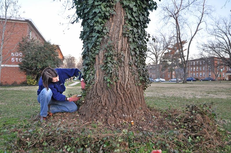 Cut climbing vines low and let them die back Cut climbing vines low and let them die back