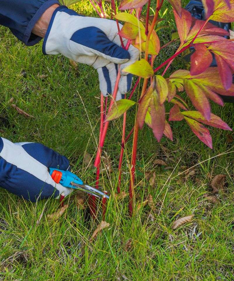 Cut herbaceous stems near ground level