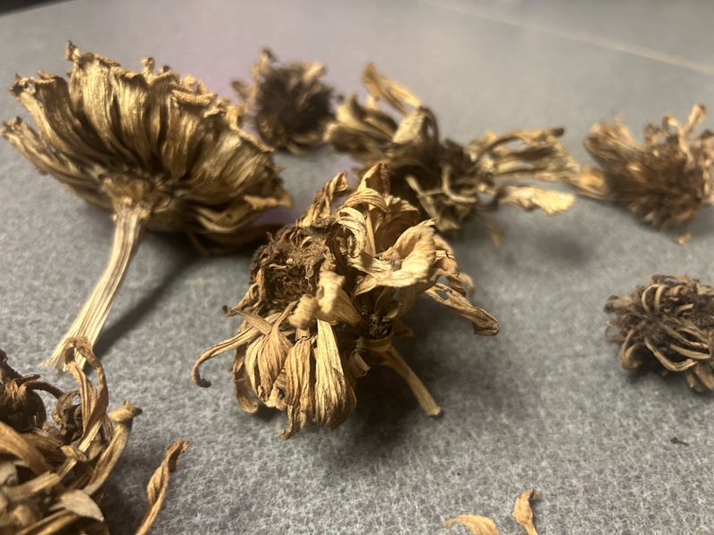 Cut mature heads on a dry day