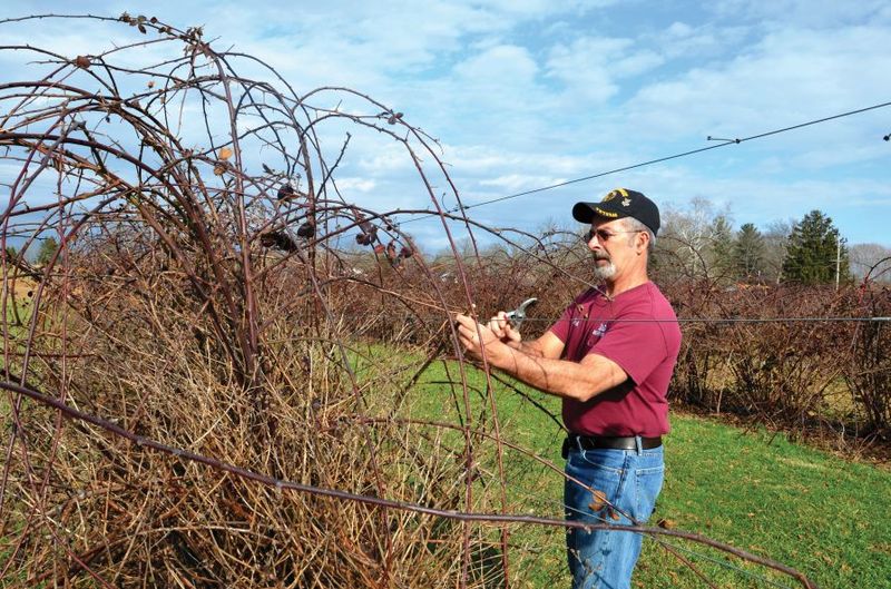 Cut spent canes low and clear them from the patch