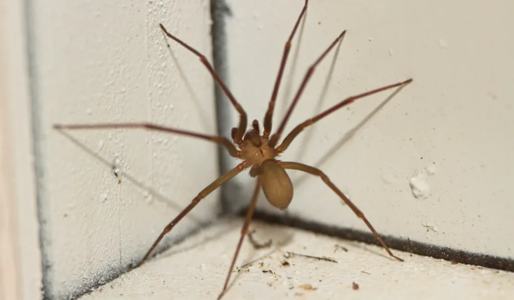 Cutting Back on Routine Pest Control Once It Cools Off
