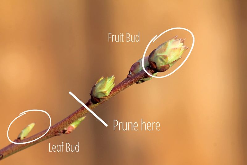 Cutting a bud-bearing tip can reduce the coming crop
