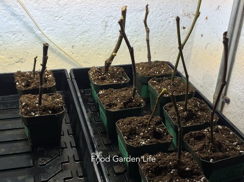 Cutting size depends on the method