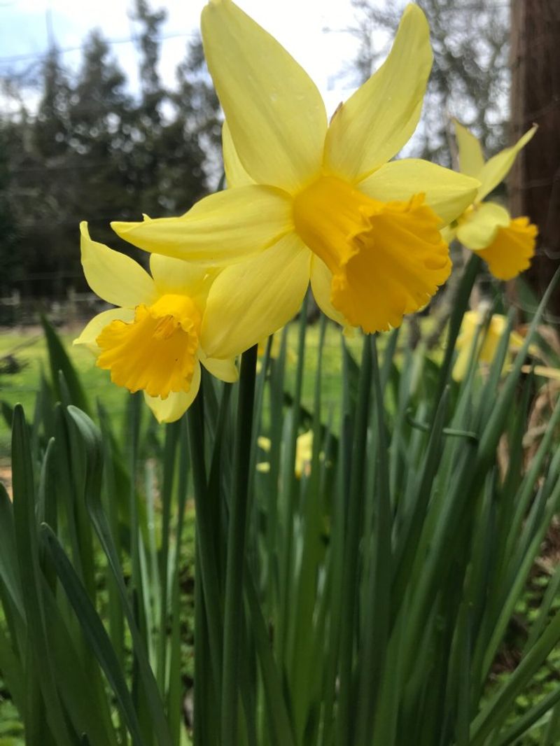 Daffodils Daffodils