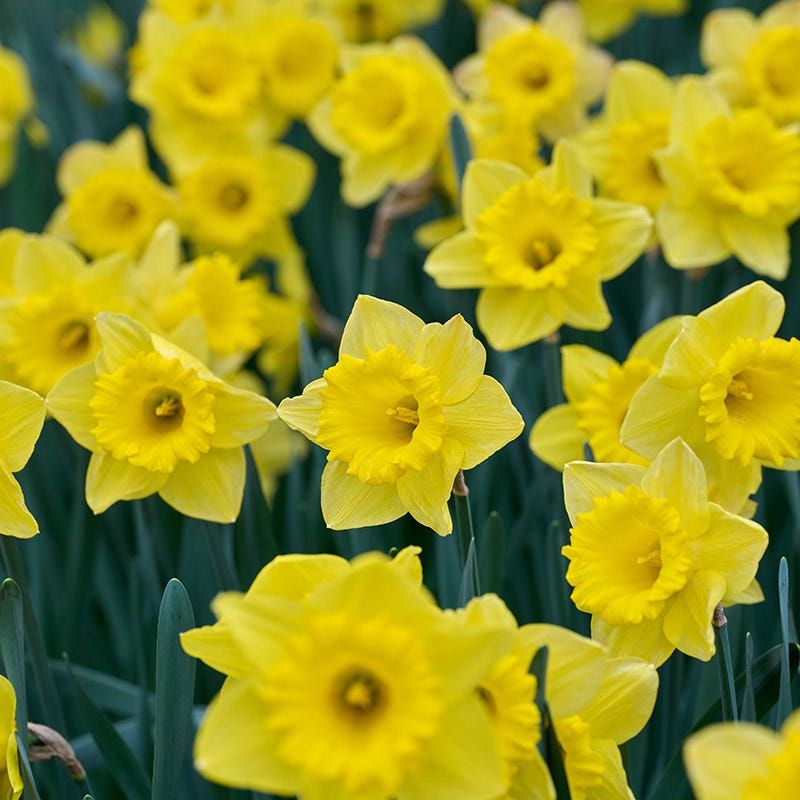Daffodils Daffodils