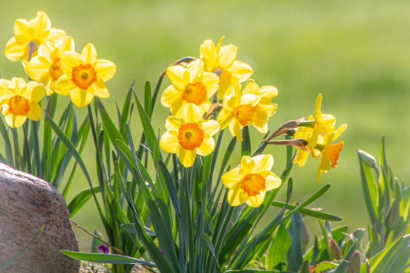 Daffodils