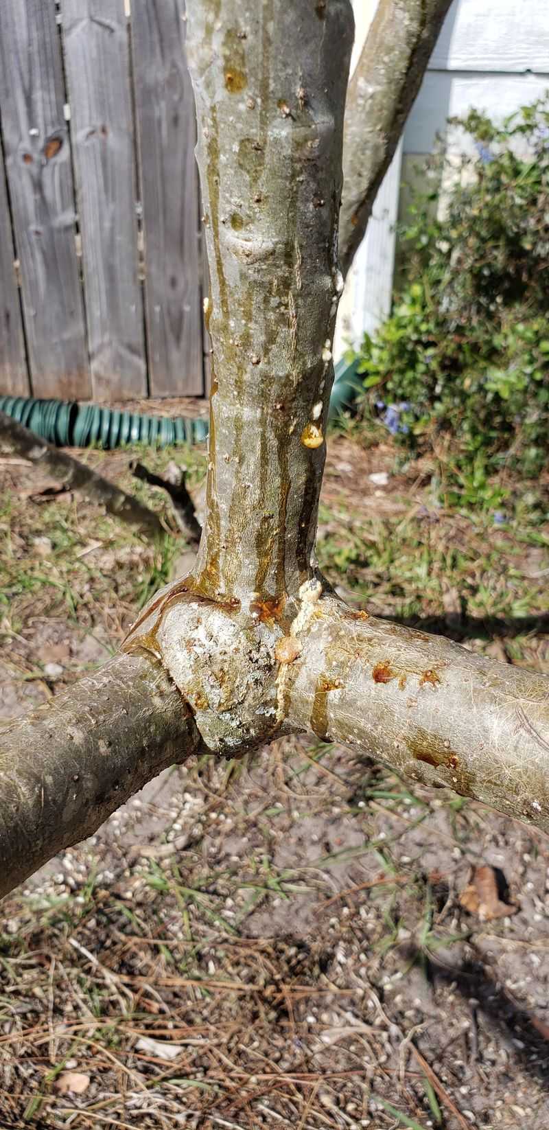 Damaged stems call for a different decision Damaged stems call for a different decision