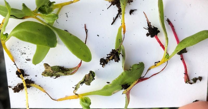 Damping-off can involve different pathogens and conditions