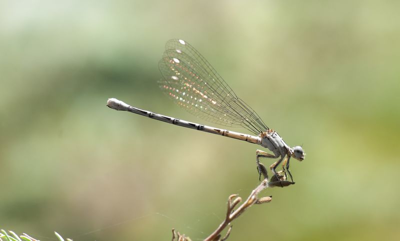 Damselflies hunt insects, but aphid control is unproven
