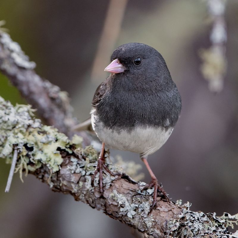 Dark-eyed Junco