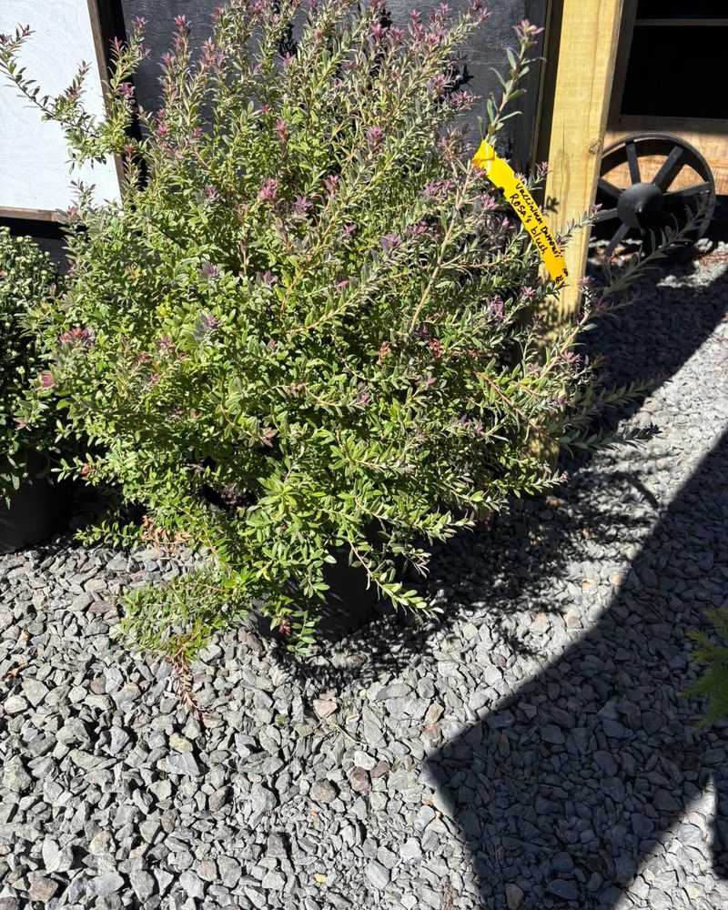 Darrow's Blueberry