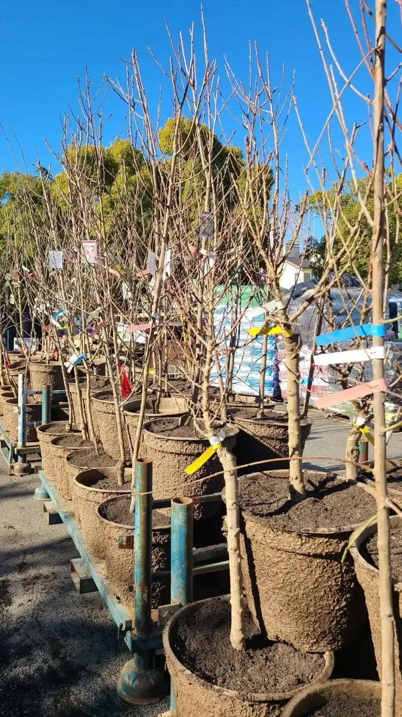 Dave Wilson Nursery (via Local Retailers)