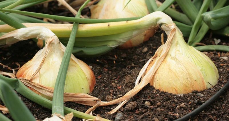Day Length Helps Determine When Onions Bulb