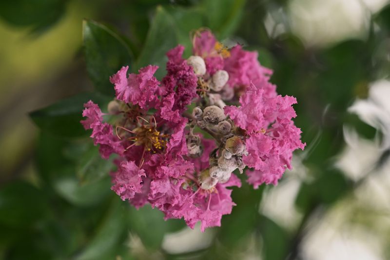 Deadheading offers an optional chance at another flush