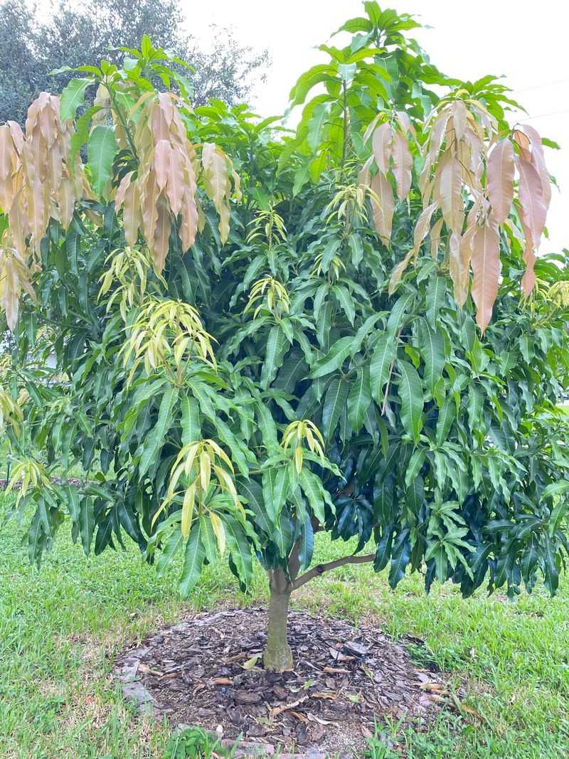 Decide before planting