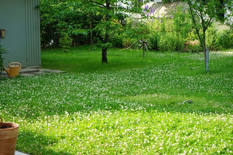 Decide whether a clover-free lawn is your goal