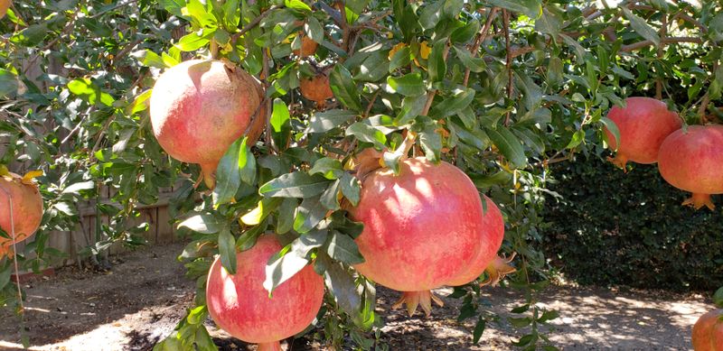 Decide whether a pomegranate fits your yard