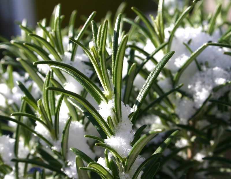 Decide whether cold threatens your rosemary Decide whether cold threatens your rosemary