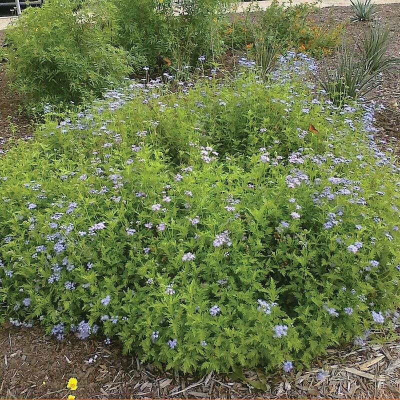 Decide whether it fits your garden